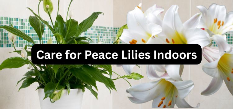 How to Care for Peace Lilies Indoors