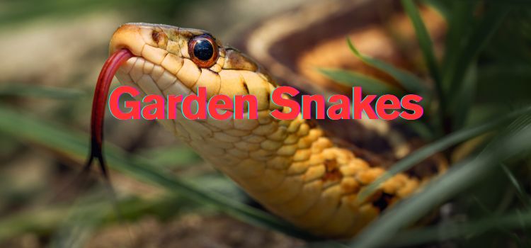 How to Get Rid of Garden Snakes