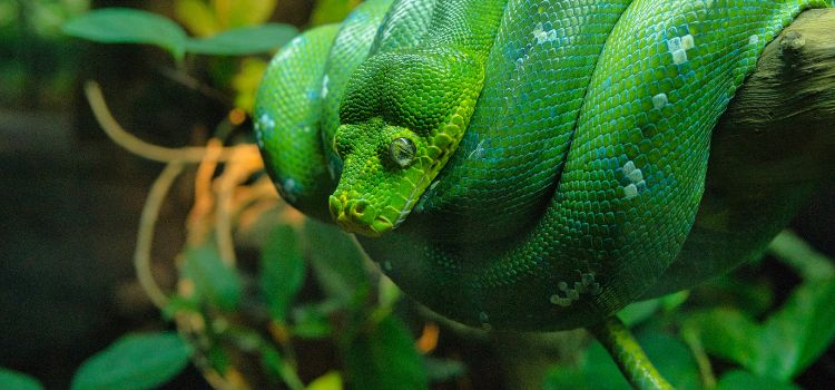 How to Get Rid of Garden Snakes