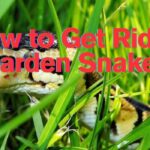 How to Get Rid of Garden Snakes