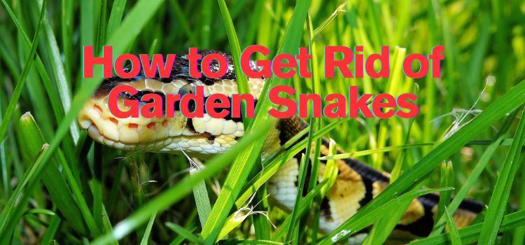 How to Get Rid of Garden Snakes