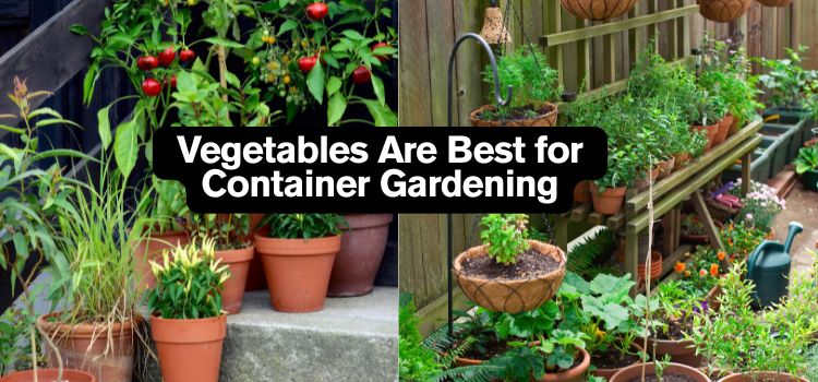 How to Grow Vegetables in Containers for Small Gardens