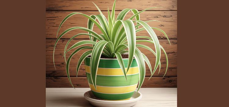 Top 5 Best Indoor Air Purifying Plants for Fresh Air