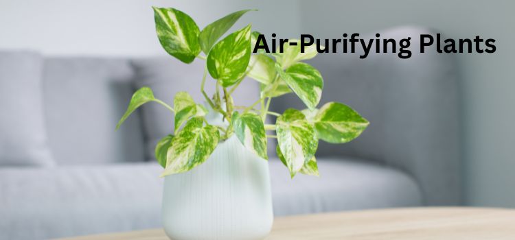 Top 7 Best Indoor Air Purifying Plants for Fresh Air