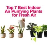 Best Indoor Air Purifying Plants