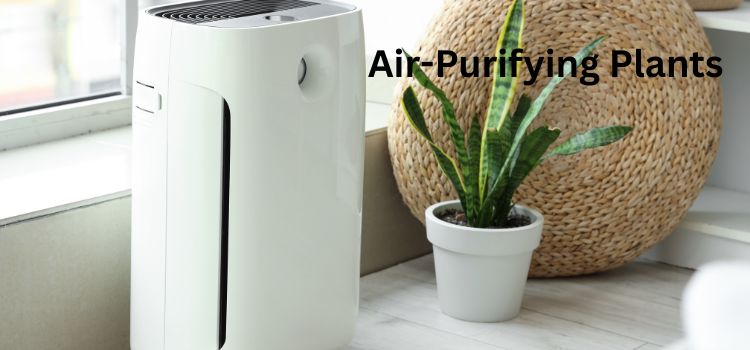 Top 7 Best Indoor Air Purifying Plants for Fresh Air