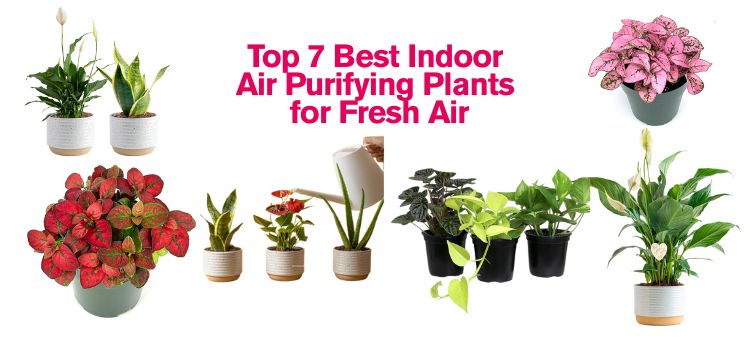 Best Indoor Air Purifying Plants