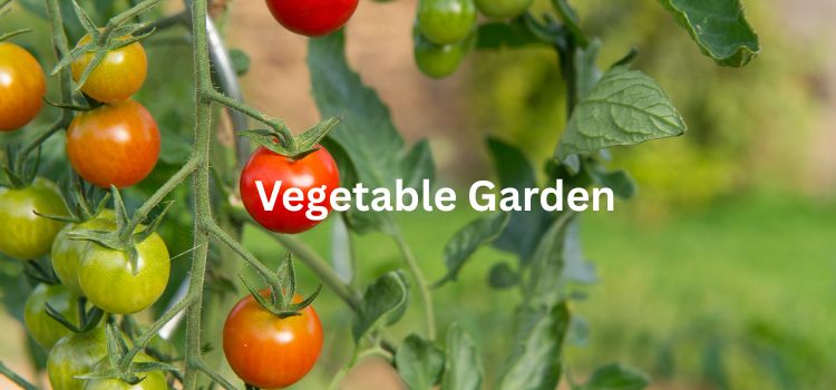 Vertical Vegetable Gardening in Small Spaces