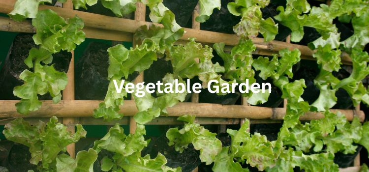 Vertical Vegetable Gardening in Small Spaces