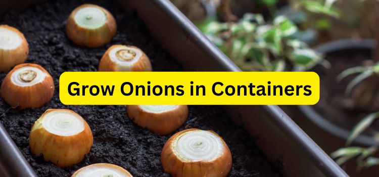 How to Grow Onions in Containers: A Simple Step-by-Step Guide