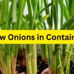 How to Grow Onions in Containers: A Simple Step-by-Step Guide