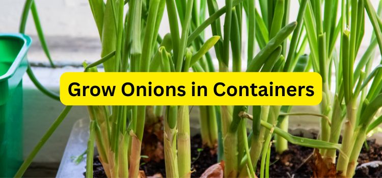How to Grow Onions in Containers: A Simple Step-by-Step Guide