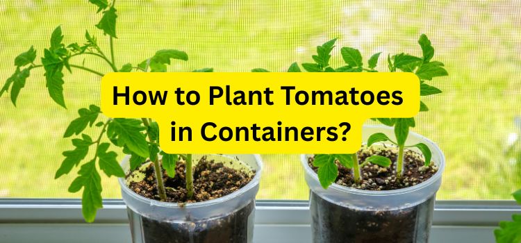 How to Grow Tomatoes in Containers The Ultimate Guide