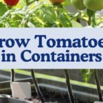 How to Grow Tomatoes in Containers The Ultimate Guide