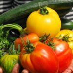 10 Tips for Starting Your Vegetable Garden Easily