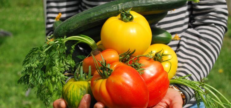 10 Tips for Starting Your Vegetable Garden Easily