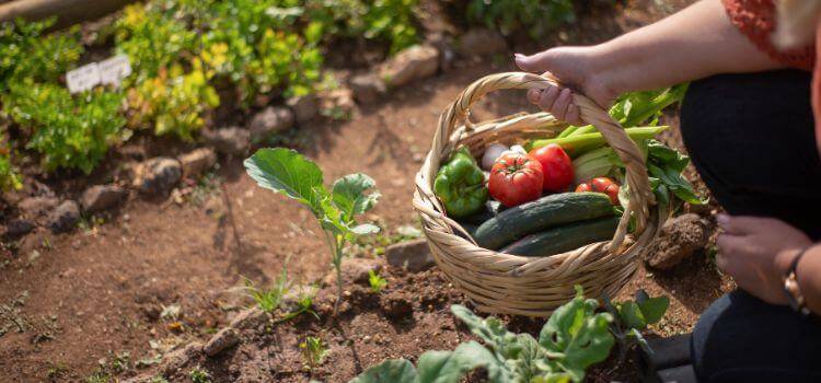 10 Tips for Starting Your Vegetable Garden Easily