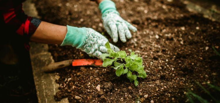 10 Tips for Starting Your Vegetable Garden Easily