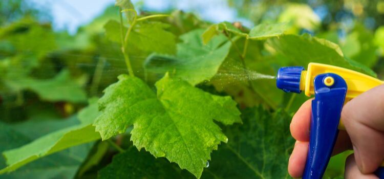 Garden Care Tips for Every Season