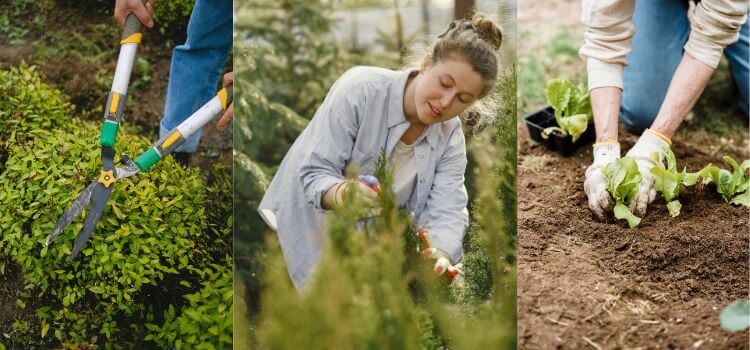 Garden Care Tips for Every Season