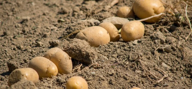 How To Grow Potatoes In Backyard Soil