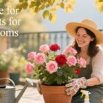 How to Care for Roses in Pots