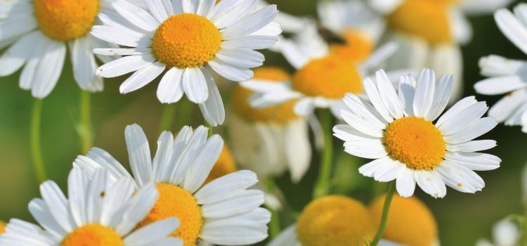 How to Grow Chamomile from Seed