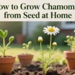 How to Grow Chamomile from Seed