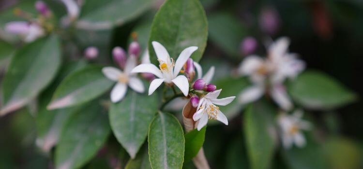 How to Grow Lemon Tree in Backyard 