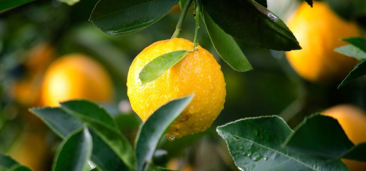How to Grow Lemon Tree in Backyard 