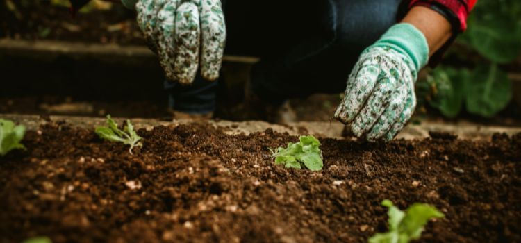 How to Prepare Soil for Planting Vegetables at Home