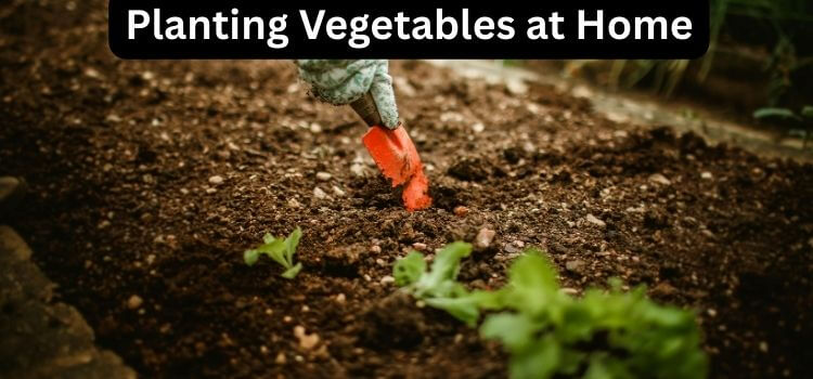 How to Prepare Soil for Planting Vegetables at Home
