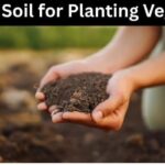 How to Prepare Soil for Planting Vegetables at Home