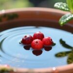 How to Grow Cranberries in Water