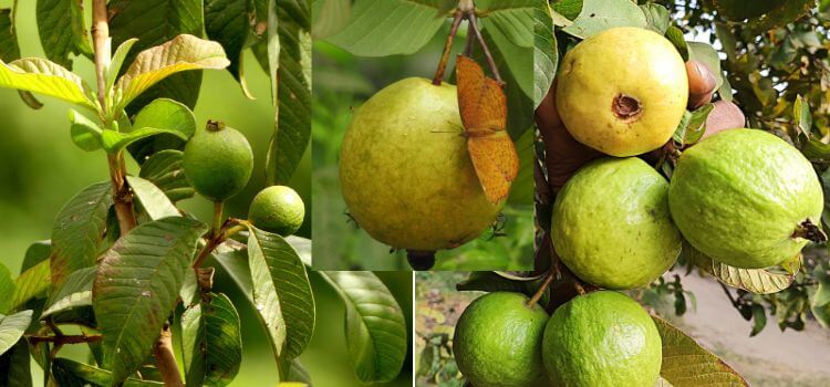 How to Grow Guava from Seed