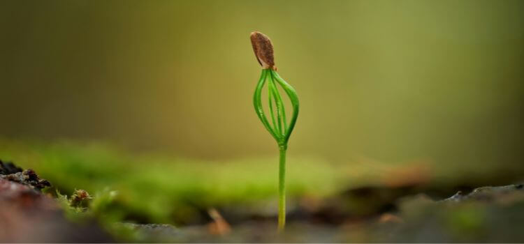 How to Grow Guava from Seed