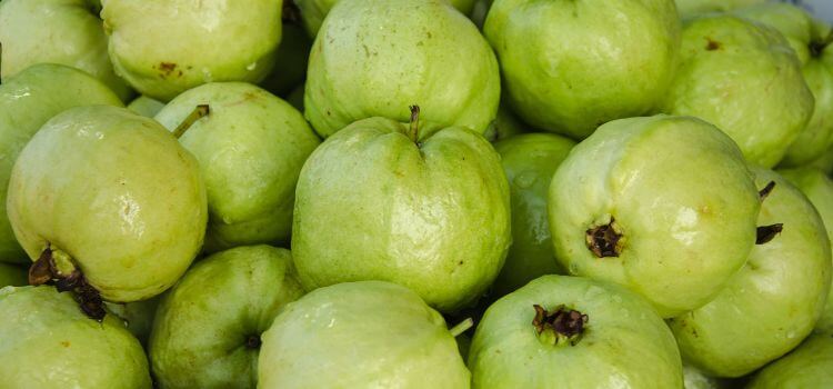 How to Grow Guava from Seed