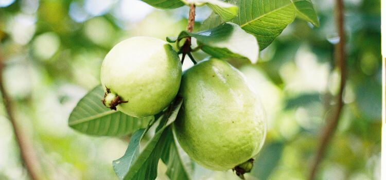 How to Grow Guava from Seed