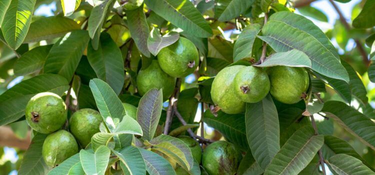 How to Grow Guava from Seed