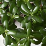 How To Revive A Jade Plant