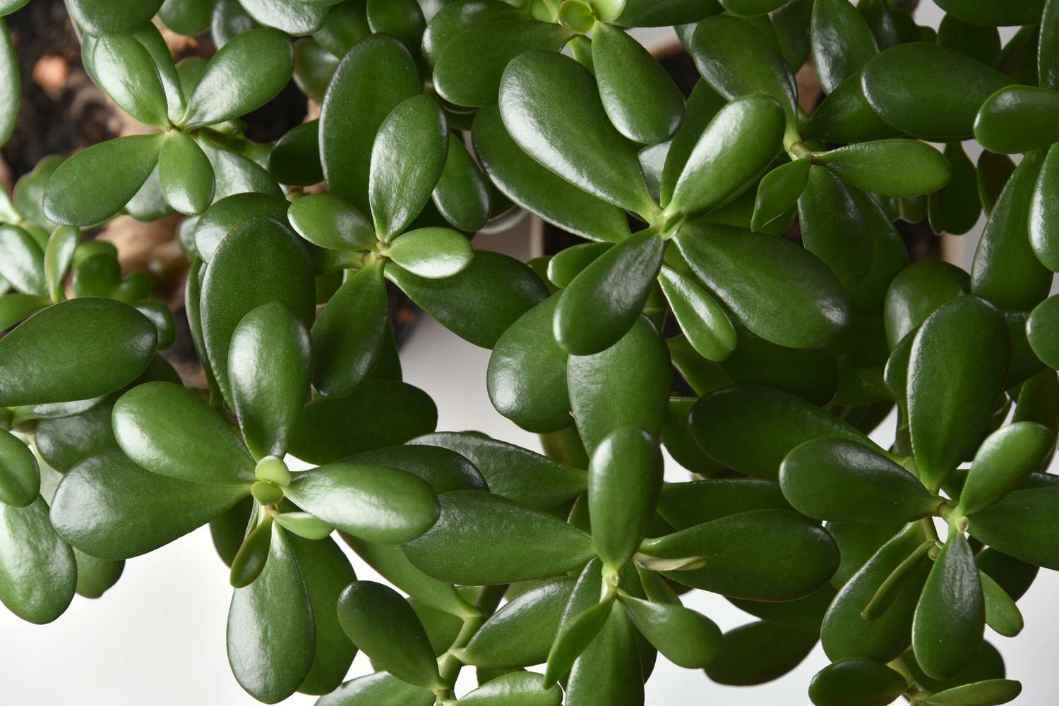 How To Revive A Jade Plant