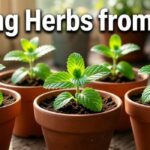 Growing Herbs from Seeds