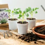 What To Plant In February March