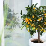 How To Grow An Orange Tree Indoors