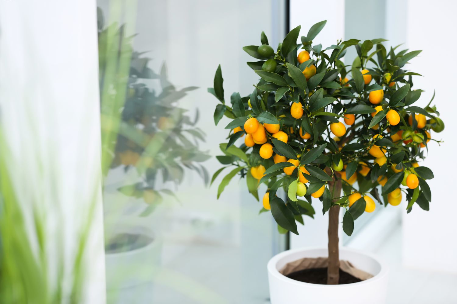 How To Grow An Orange Tree Indoors