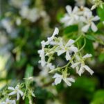 Best Climbing Plants For Fences