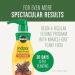 Best Soil For Indoor Plants No Bugs