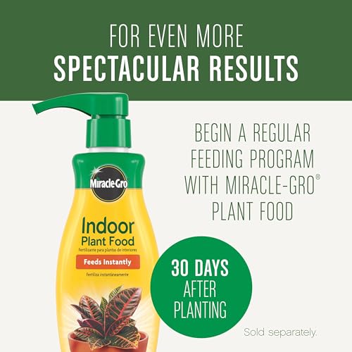 Best Soil For Indoor Plants No Bugs