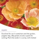 Burpee Wildflower Perennial Mix Reviews
