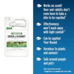 Best Rabbit Repellent For Lawns
